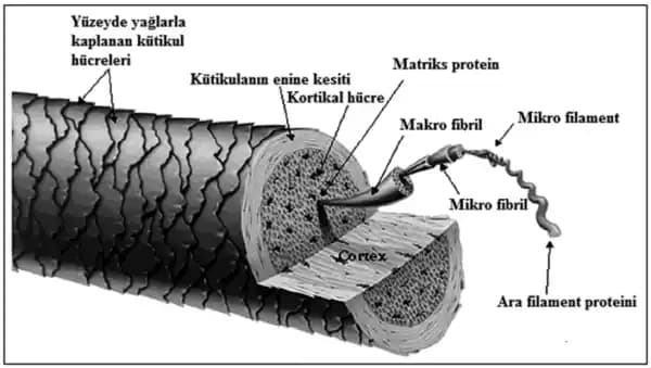 Soğuk Su Durulamasının Saç Kutikülüne Etkileri ve Saç Bakımında Doğru Bilinen Yanılgılar