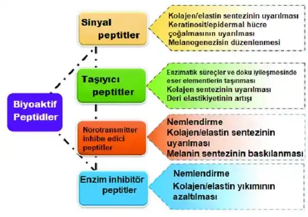 Bakır Peptitlerin Ciltte Oluşturabileceği Yan Etkiler ve Doğru Kullanım Yöntemleri