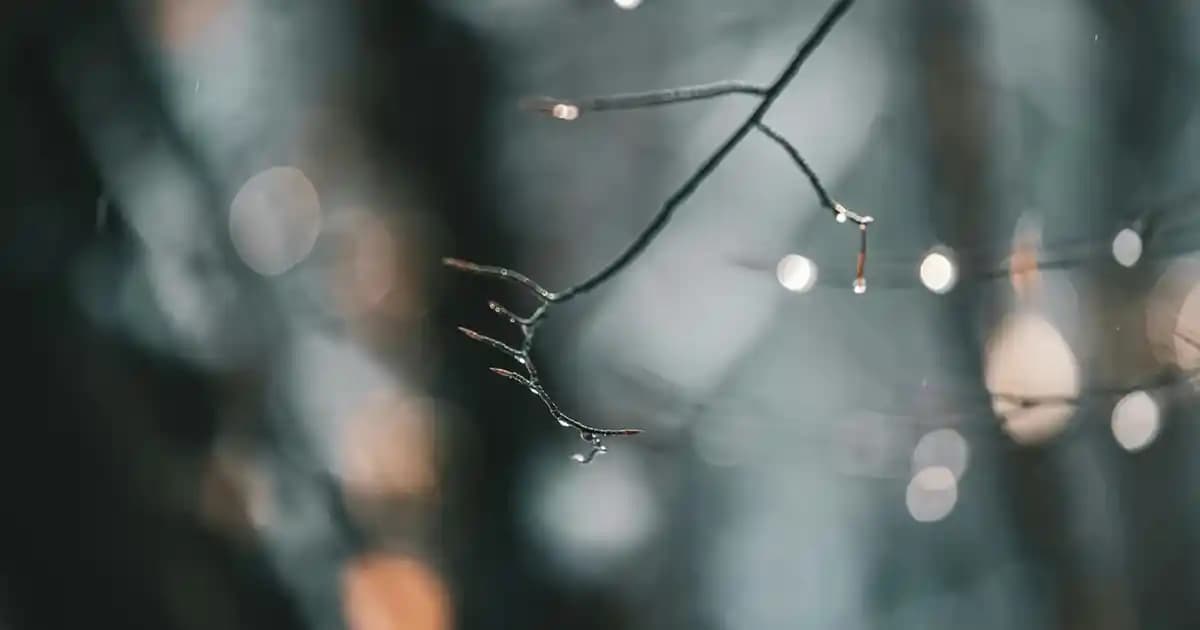 393 Bargello: Odunsu ve Aromatik Koku Profiliyle Sofistike Parfüm İncelemesi