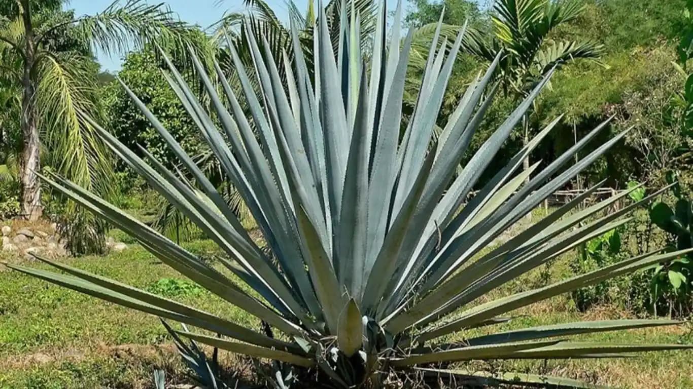 Agave Faydaları: Doğal Nemlendirme ve Antioksidan Etkilerle Güzellik Bakımı