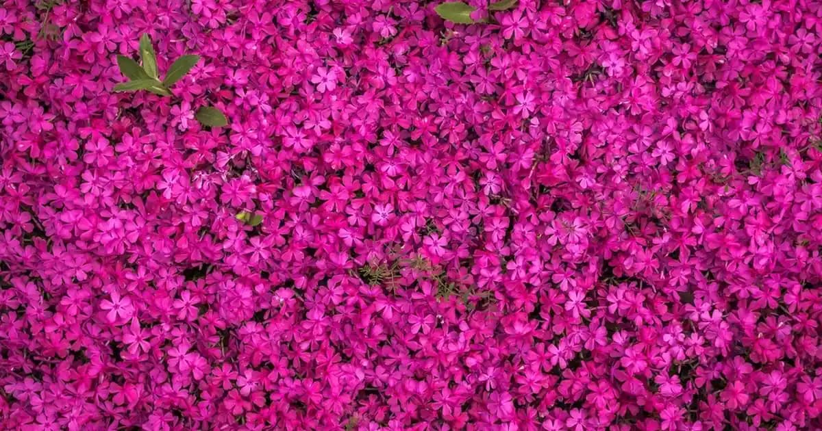 Antiperspirant Nedir? Terlemeyi Önleyen Etkili Ürünlerin Kapsamlı Rehberi