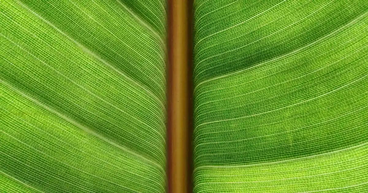 Aqua Water Nedir? Cilt Bakımında Nemlendirme ve Doğal Güzellik İçin Önemi