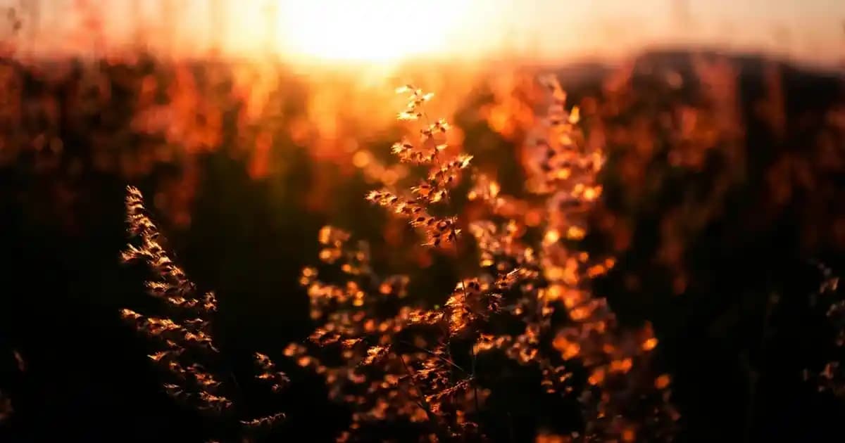 Arnica Krem: Doğal Ağrı Giderici ve Morluk Tedavisinde Etkili Bitkisel Çözüm