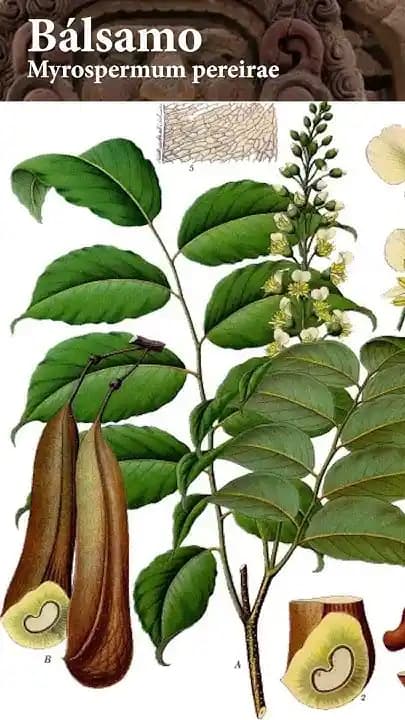 Balsamo Nedir? Cilt ve Saç Bakımında Balsamonun Önemi ve Kullanımı