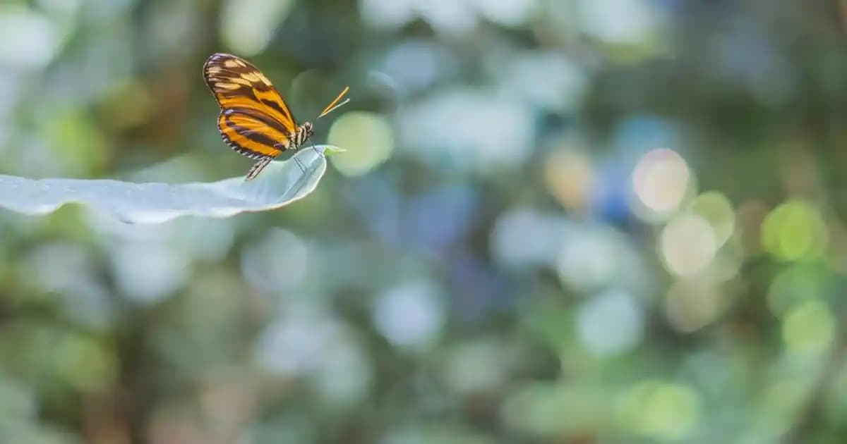 Bare Vanilla Muadili Bargello: Doğal Vanilya Özlü Hassas Cilt Bakım Ürünü