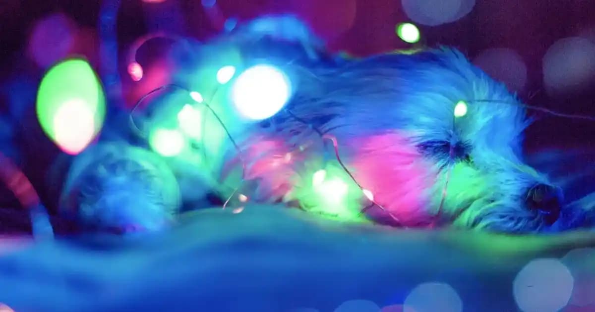 Bargello 685 Parfüm İncelemesi: Narenciye, Lavanta ve Odunsu Notaların Dengesi