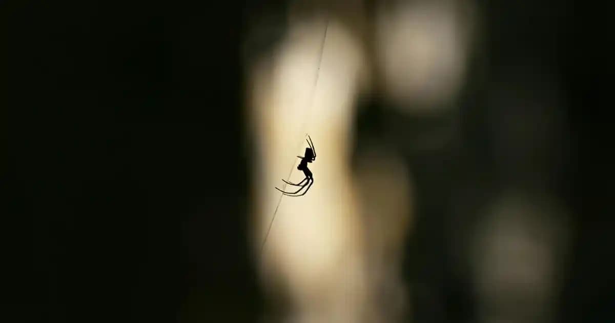 Bargello 705 Parfüm: Dengeli Koku Profili ve Kullanım İpuçlarıyla Özel Seçim