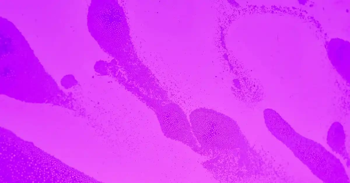 Bioderma Genital Bölge Beyazlatıcı: Hassas Ciltler İçin Dermatolojik Ürün İncelemesi