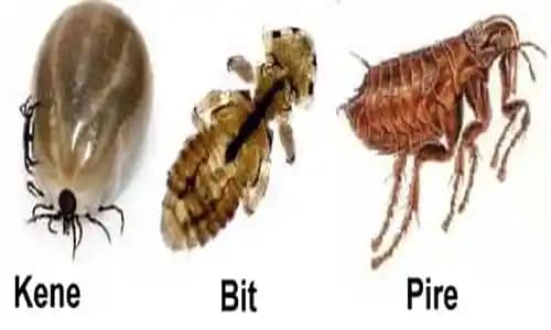 Bit ve Pire Arasındaki Farklar, Özellikleri ve İnsan Sağlığına Etkileri