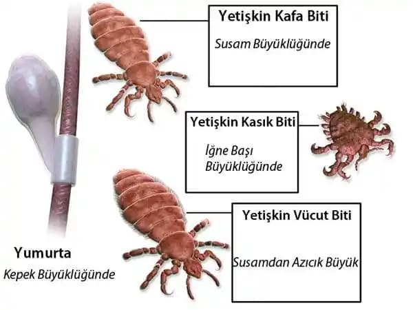 Bit Yumurtası Nasıl Anlaşılır ve Tedavi Edilir? Detaylı Rehber ve Bakım İpuçları