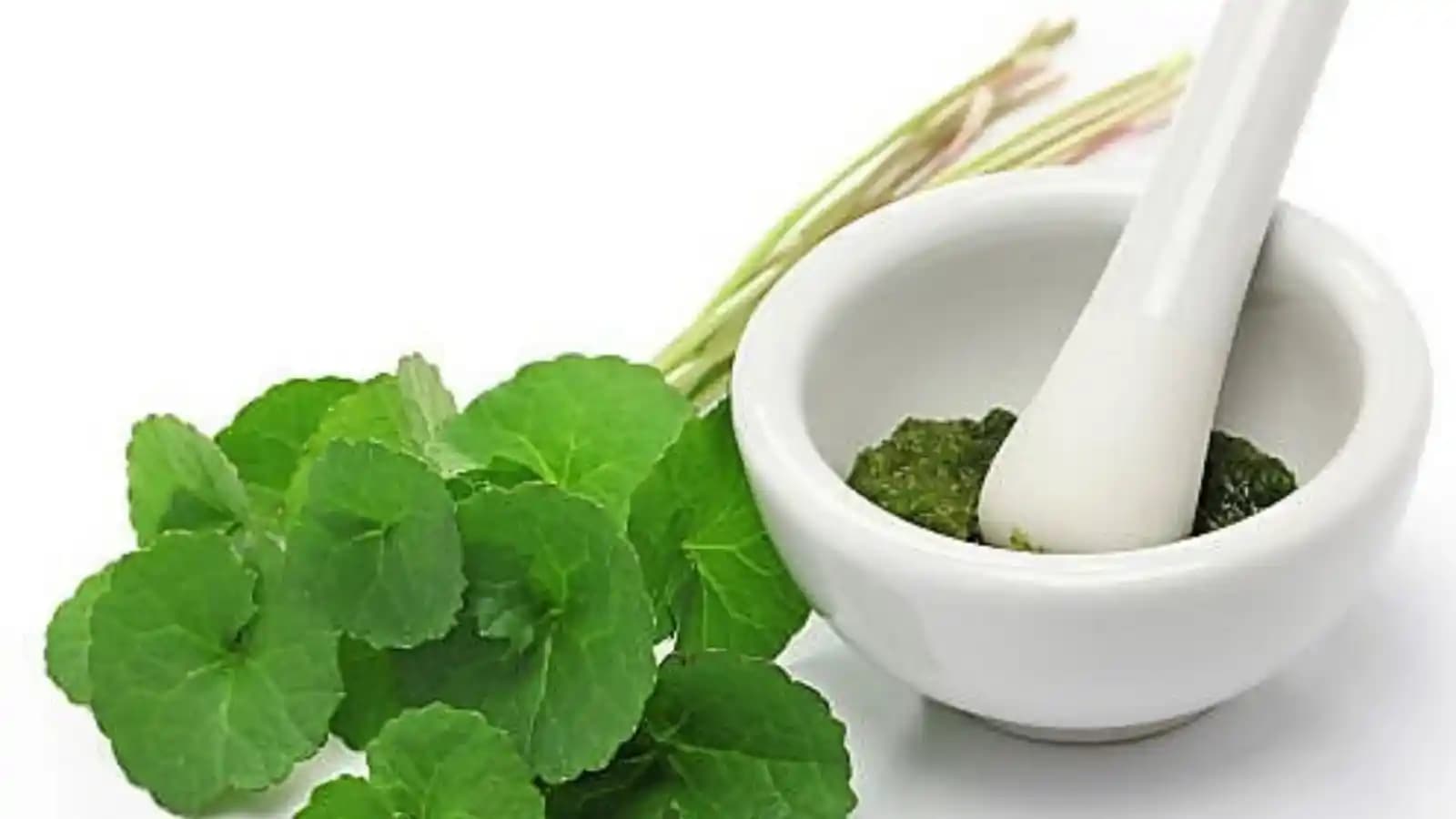 Centella Asiatica'nın Cilde Faydaları ve Kozmetik Kullanım Alanları Hakkında Bilgi