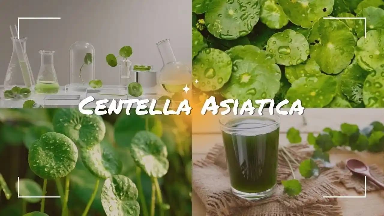 Centella Asiatica'nın Cilt Sağlığına Faydaları ve Doğal Güzellikte Rolü
