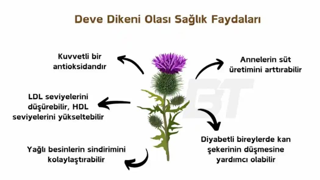 Deve Dikeni: Karaciğer Sağlığı ve Doğal Güzellik İçin Etkili Bitki Çözümleri