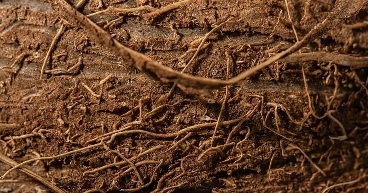 Dildeki Çatlakların Nedenleri, Tedavisi ve Koruyucu Doğal Çözümler Hakkında Bilgi