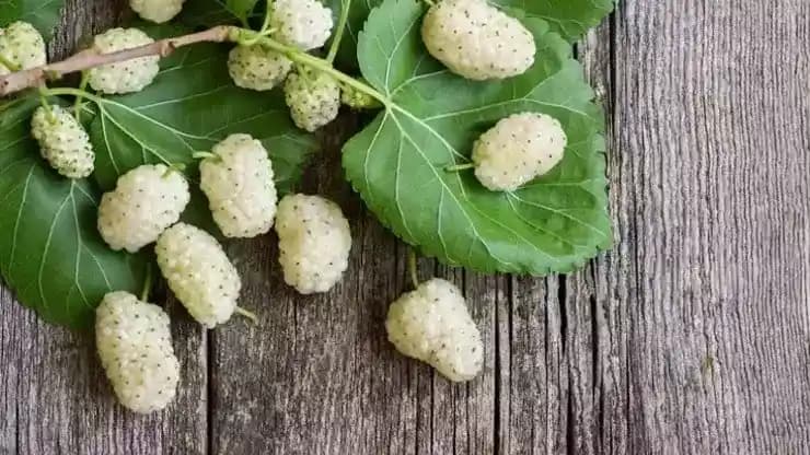 Dut Çayının Sağlık ve Güzellik Faydaları: Cilt Yenilenmesi ve Kilo Kontrolü