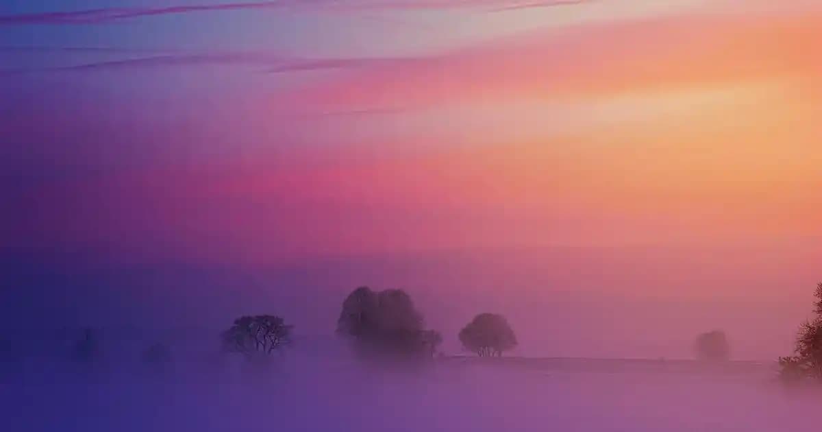 Dut Çayının Sağlık ve Güzellik Üzerindeki Çok Yönlü Faydaları ve Kullanım Alanları