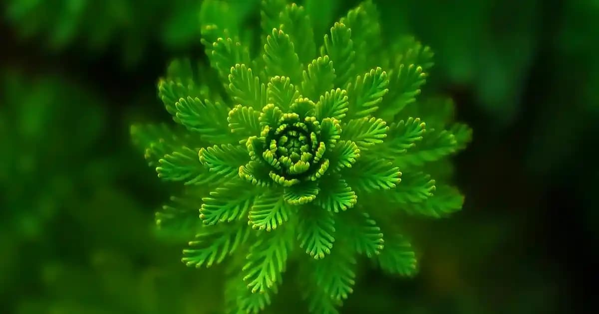 En İyi Jilet Markaları ve Tıraşta Konforu Sağlayan Seçenekler