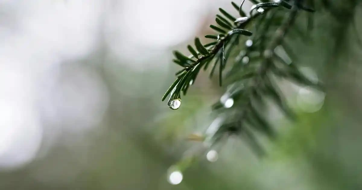 En İyi Prezervatif Seçimi: Kapsamlı Rehber ile Güvenli ve Konforlu Korunma