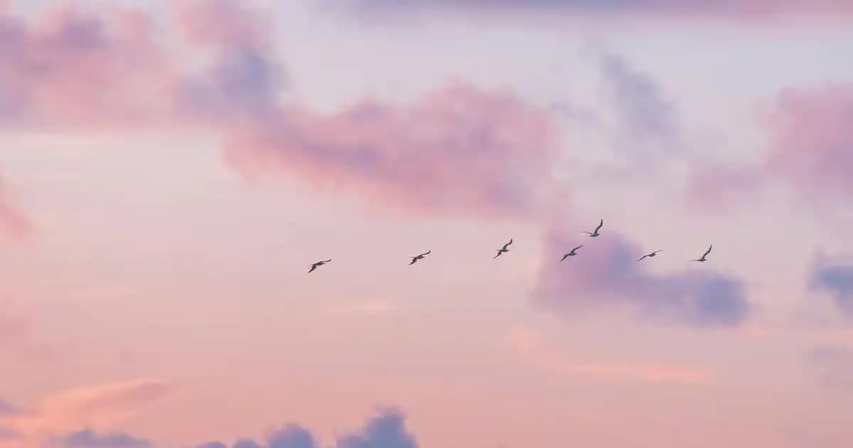 En İyi Tıraş Makinesi Seçimi ve Bakımı: Erkek Bakımında Kapsamlı Rehber