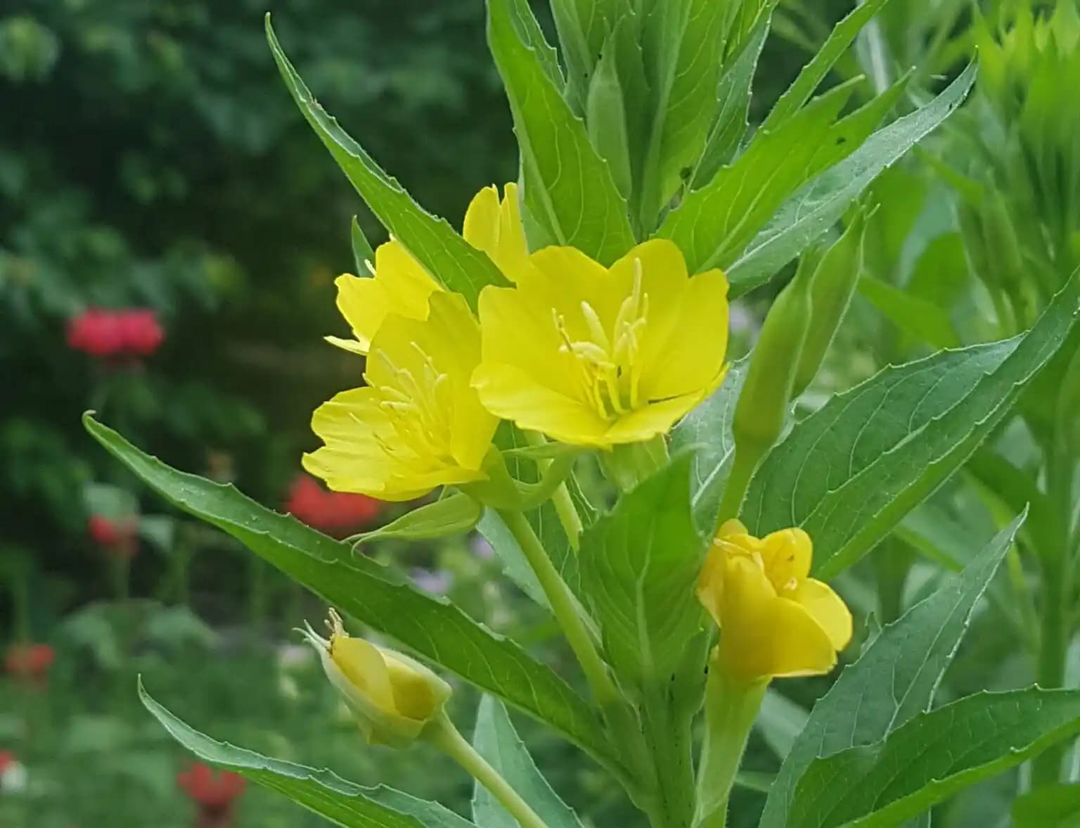 Evening Primrose Yağı: Cilt ve Saç Bakımında Doğal Mucizenin Faydaları