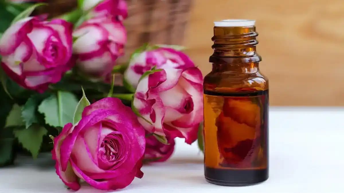 Gül Mayası Faydaları: Doğal Cilt ve Saç Bakımında Etkili Güzellik Sırrı