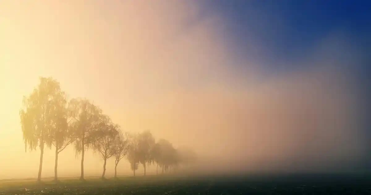 Hamamelis: Doğal Cilt Bakımında Anti-inflamatuar ve Gözenek Sıkılaştırıcı Bitki