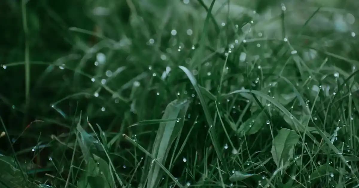 Krepe Tarak Nedir ve Saç Şekillendirmede Hacim ve Doku Kazandırma Yöntemleri