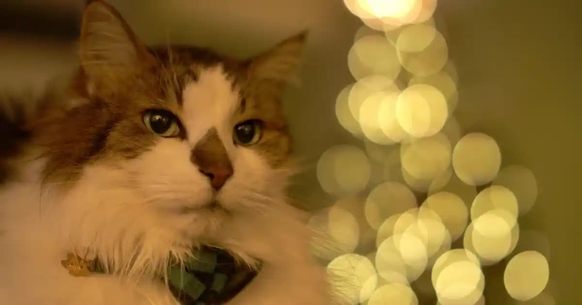 Mad P102 Selective Parfüm Muadili ve Benzer Kokular: Detaylı Karşılaştırma Rehberi