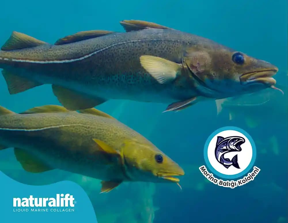 Morina Balığı ve Yağının Cilt, Saç Bakımı ve Sağlığa Faydaları Üzerine Detaylı İnceleme