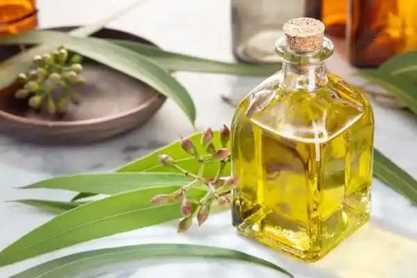 Okaliptus Yağının Sakal Çıkarma Üzerindeki Etkileri: Bilimsel ve Pratik İnceleme