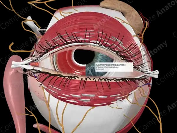 Palpebral Nedir? Göz Kapağı Bakımında Önemi ve Etkili Kozmetik Ürünler