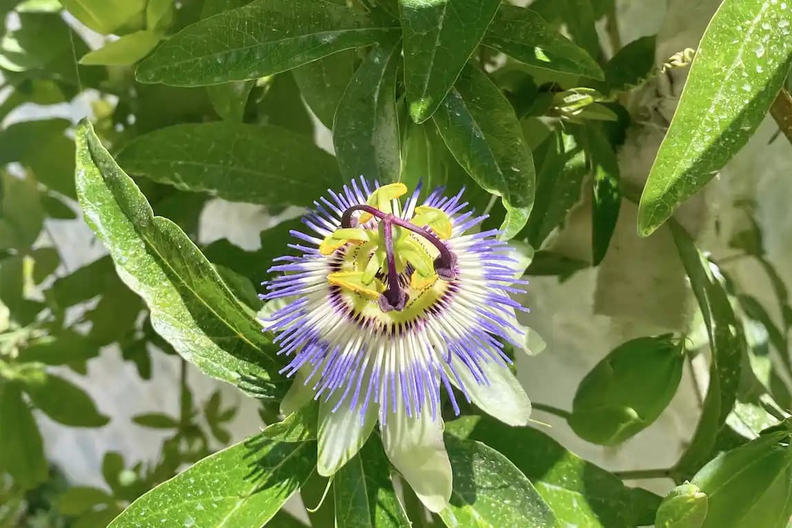 Pasiflora'nın Kedilerde Kullanımı: Güvenlik, Etkiler ve Veteriner Önerileri