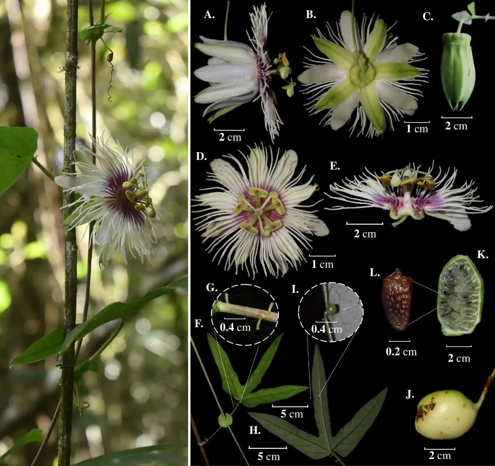 Passiflora Fazla Tüketildiğinde Yan Etkiler ve Güzellik Bakımında Doğru Kullanım Rehberi