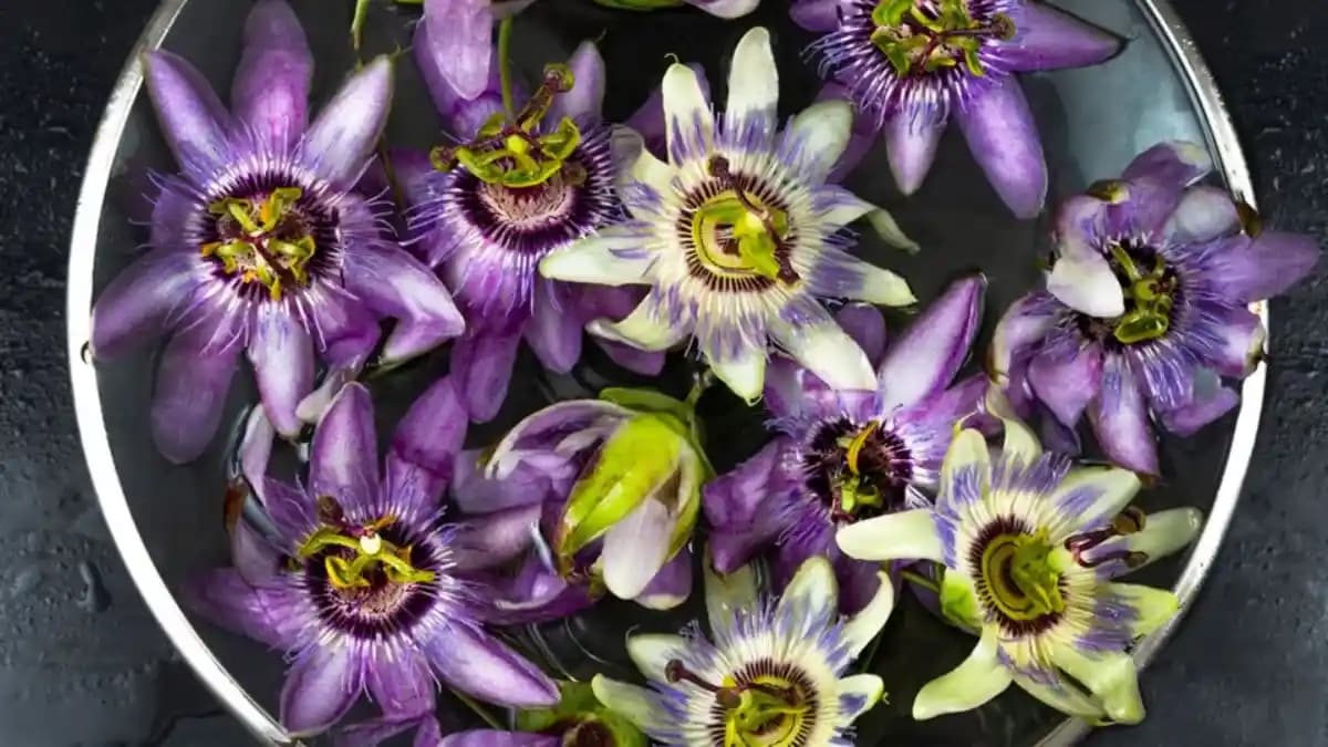 Passiflora Hapı: Doğal Stres Azaltıcı ve Cilt Sağlığını Destekleyen Takviye