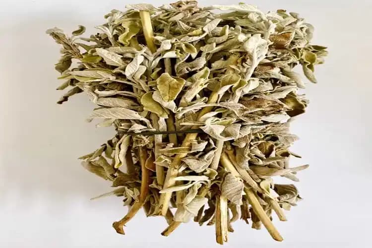 Passiflora Kullanımı ve Günlük Dozajı: Stres ve Uyku Problemlerine Doğal Çözüm