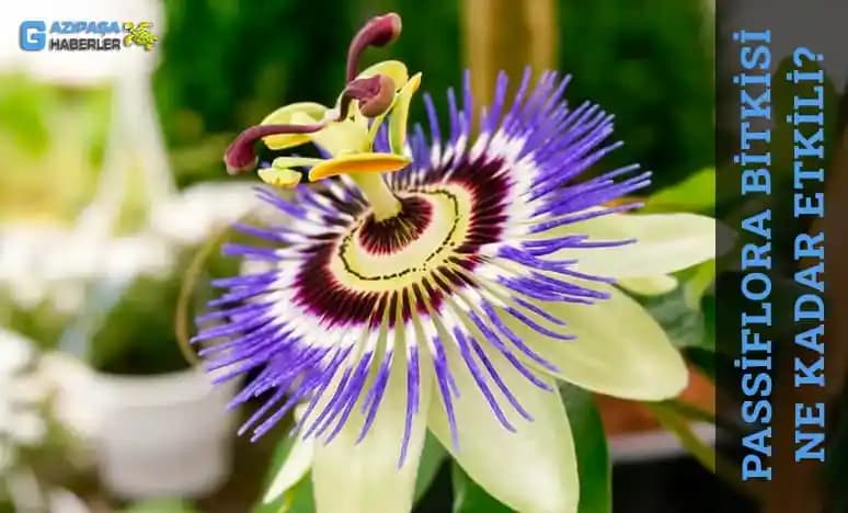 Passiflora'nın Ciltteki Etkisi Ne Kadar Sürer? Güzellik ve Bakımda Rolü