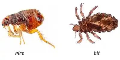 Pire ve Bit Arasındaki Farklar: Biyoloji, Belirtiler, Korunma ve Tedavi Yöntemleri