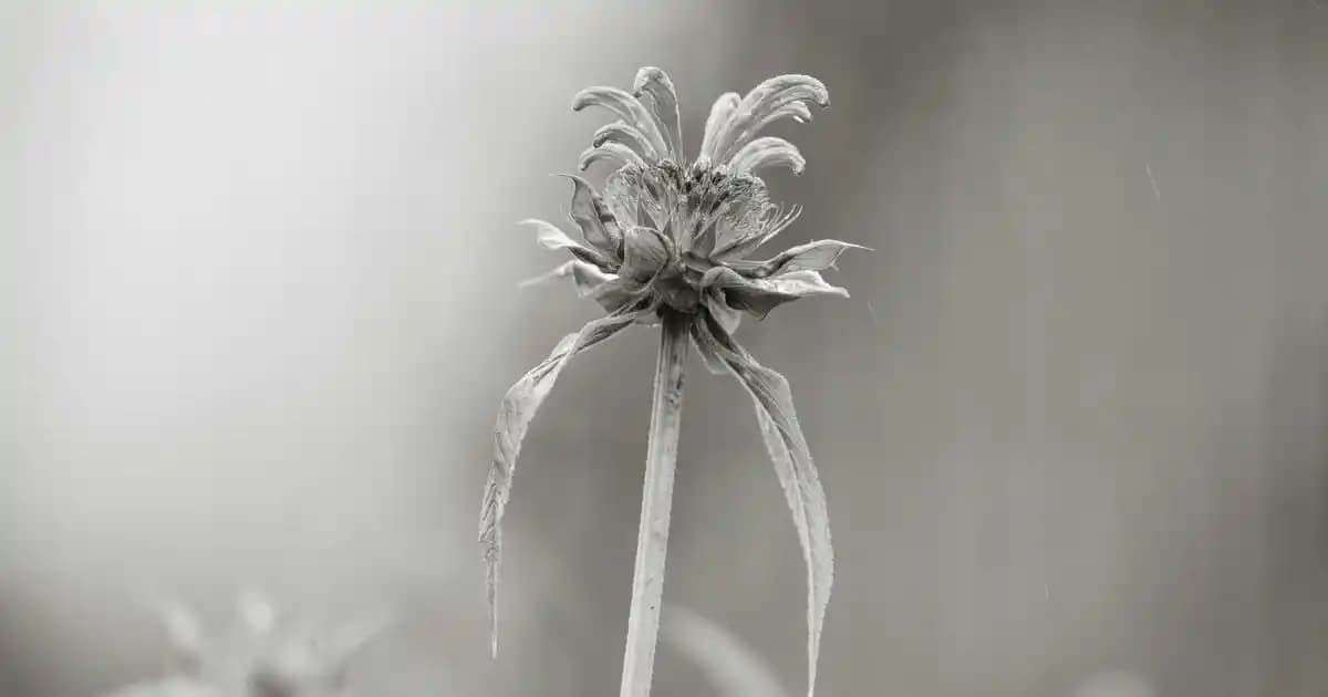 Qalyvız 0.25: Hassas Ciltler İçin Nemlendirme ve Yenileme Destekleyici Ürün