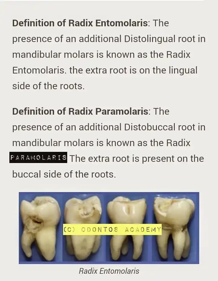 Radix Nedir? Kozmetik ve Kişisel Bakımda Bitkisel Köklerin Cilt Sağlığına Etkisi
