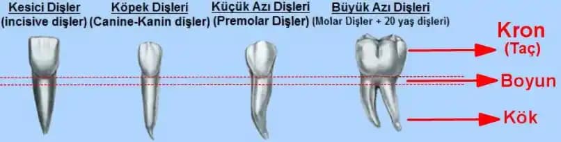 Radix Nedir? Kozmetikte Bitkisel Köklerin Önemi ve Doğal Bakımda Rolü