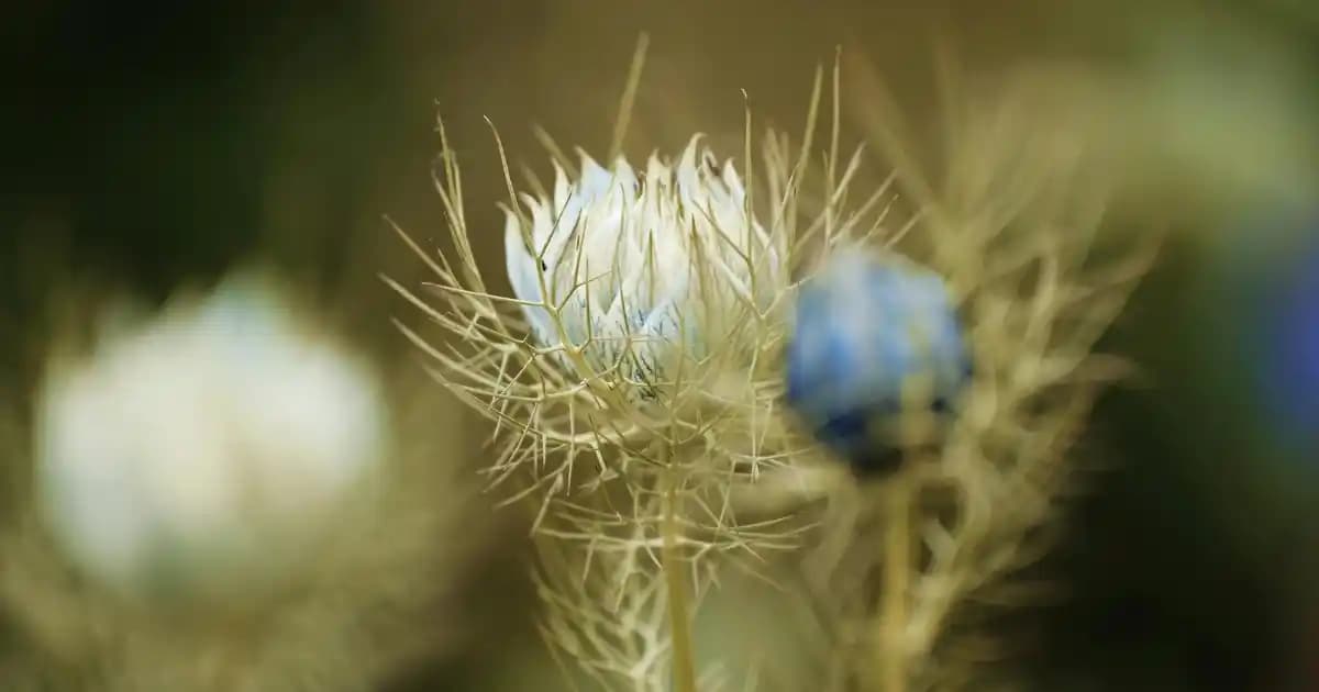 Ravla Çörek Otu Yağı: Doğal Cilt ve Saç Bakımında Etkili Çözümler