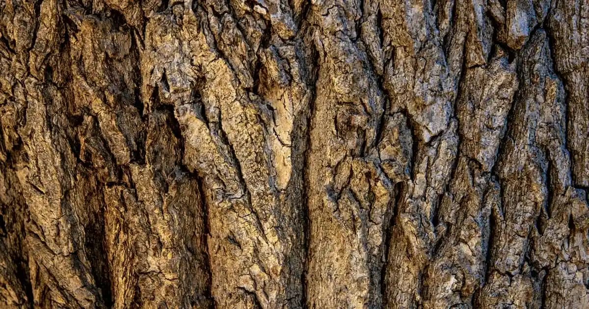 Vajinaya Vazelin Sürmek Güvenli mi? Riskler, Uzman Görüşleri ve Alternatifler