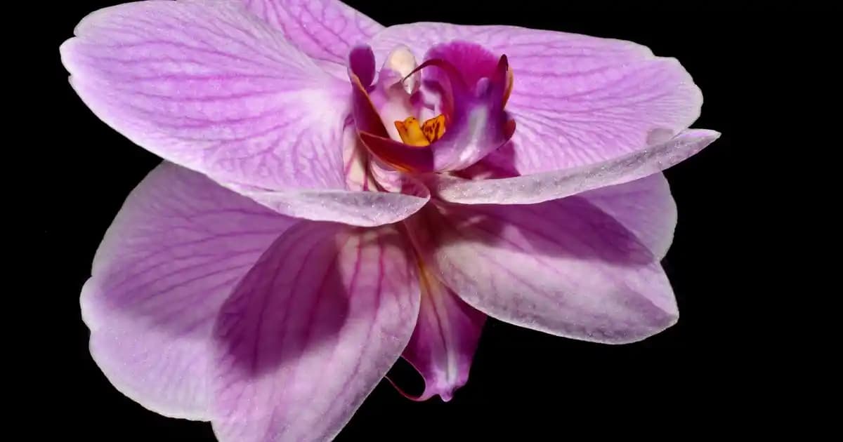 Xpecia Tablet: Kadınlarda Saç Dökülmesini Azaltan ve Saç Sağlığını Destekleyen Takviye