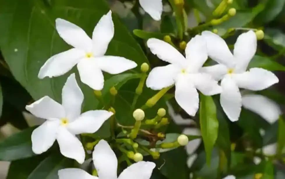 Yasemin Kokusu Etkileri: Güzellik ve Sağlık İçin Doğal Aromaterapi Rehberi