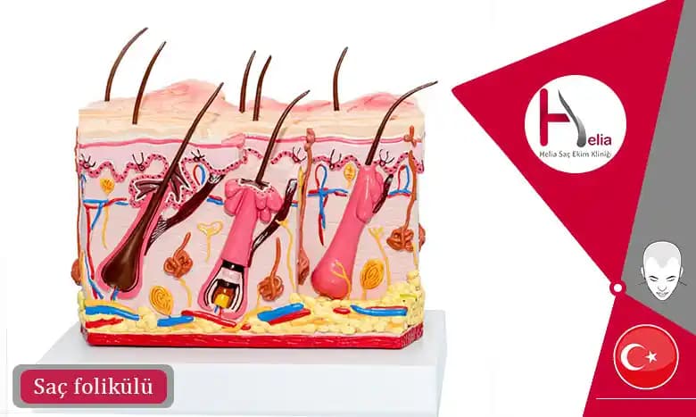 Bilimsel Verilerle Saç Sıklığını Artırma Yöntemleri ve Etkili Tedaviler