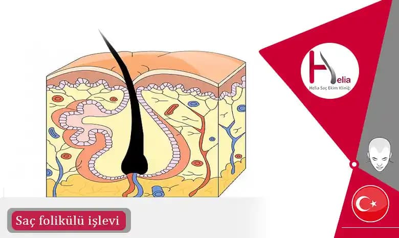 Saçın Alt Kısmı Dalgalı Üst Kısmı Düz Olmasının Genetik ve Çevresel Nedenleri